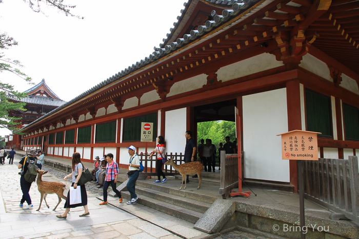 奈良景點 奈良公園 東大寺 令人尖叫連連的進擊小鹿斑比 Bringyou