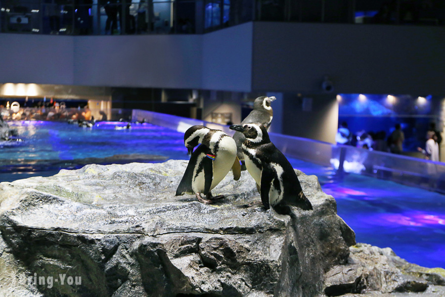 【东京晴空塔】墨田水族馆：看企鹅和海狗的押上雨天室内亲子景点