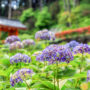 【京都六月景點】宇治三室戶寺繡球花園：來去日本紫陽花三大名所賞花